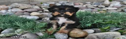 Shorkie dogs for sale: Sawyer - Ad 2