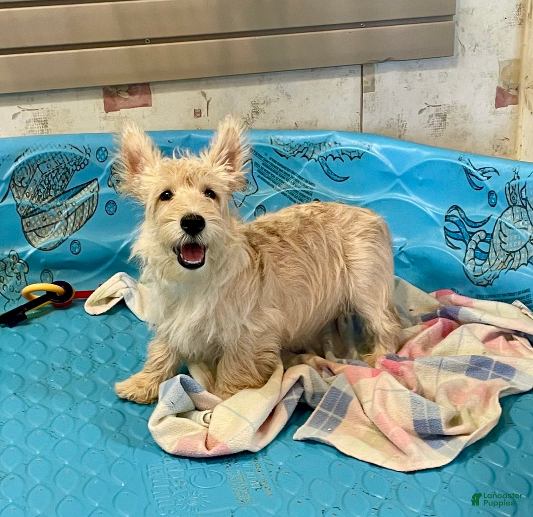 Scottish Terrier dogs for sale: Mason - Ad 8