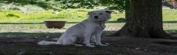 Maremma Sheepdog dogs for sale: Pinky - Ad 4