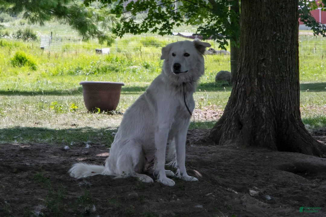 Maremma Sheepdog dogs for sale: Pinky - Ad 4