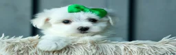 Maltese dogs for sale: PACO - Ad 10