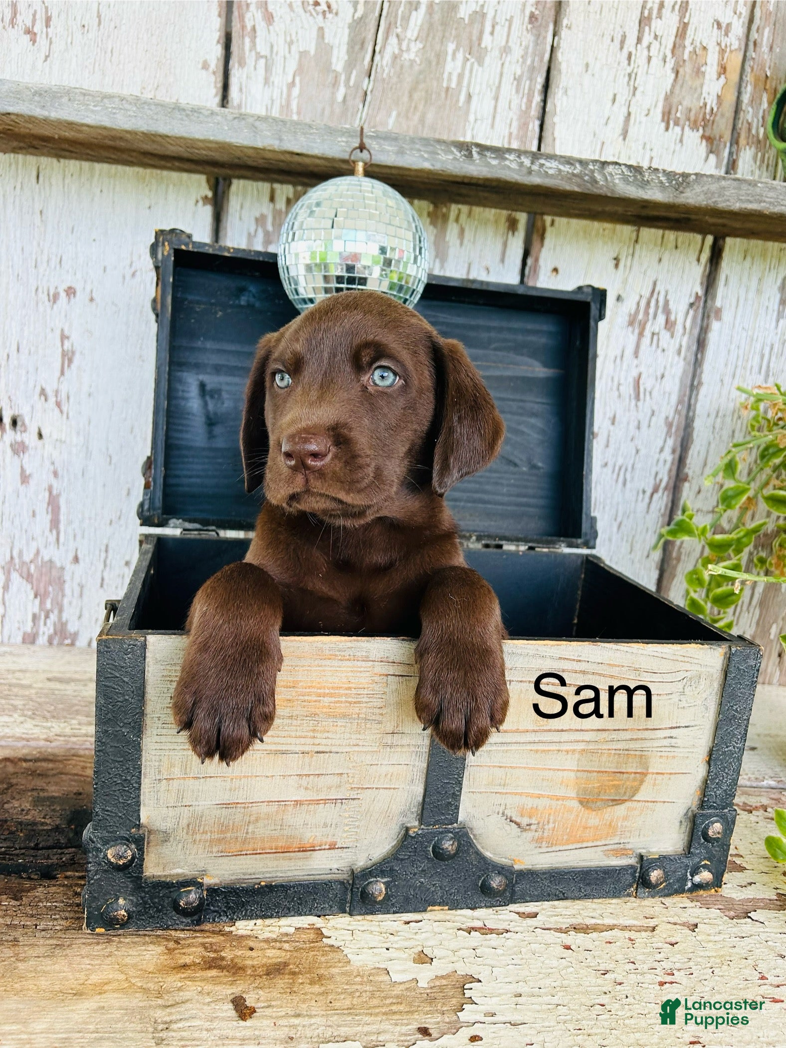 Labrador Retriever dogs Sam  - Ad 1