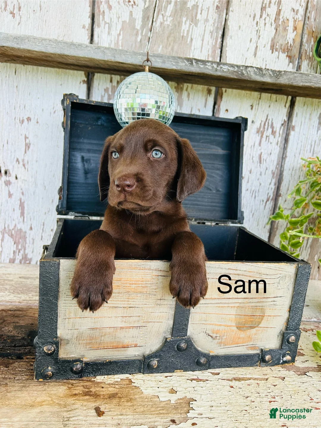 Labrador Retriever dogs for sale: Sam  - Ad 1