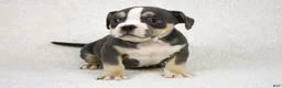 American Bully dogs for sale: Blue Tri Female 2 - Ad 2