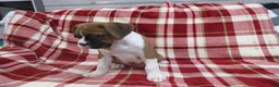 Boxer dogs for sale: Dontay - Ad 4