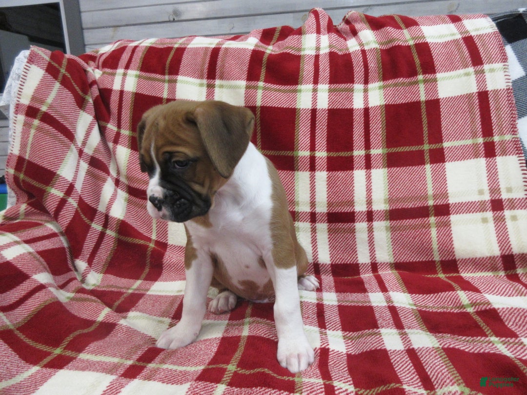 Boxer dogs for sale: Dontay - Ad 4