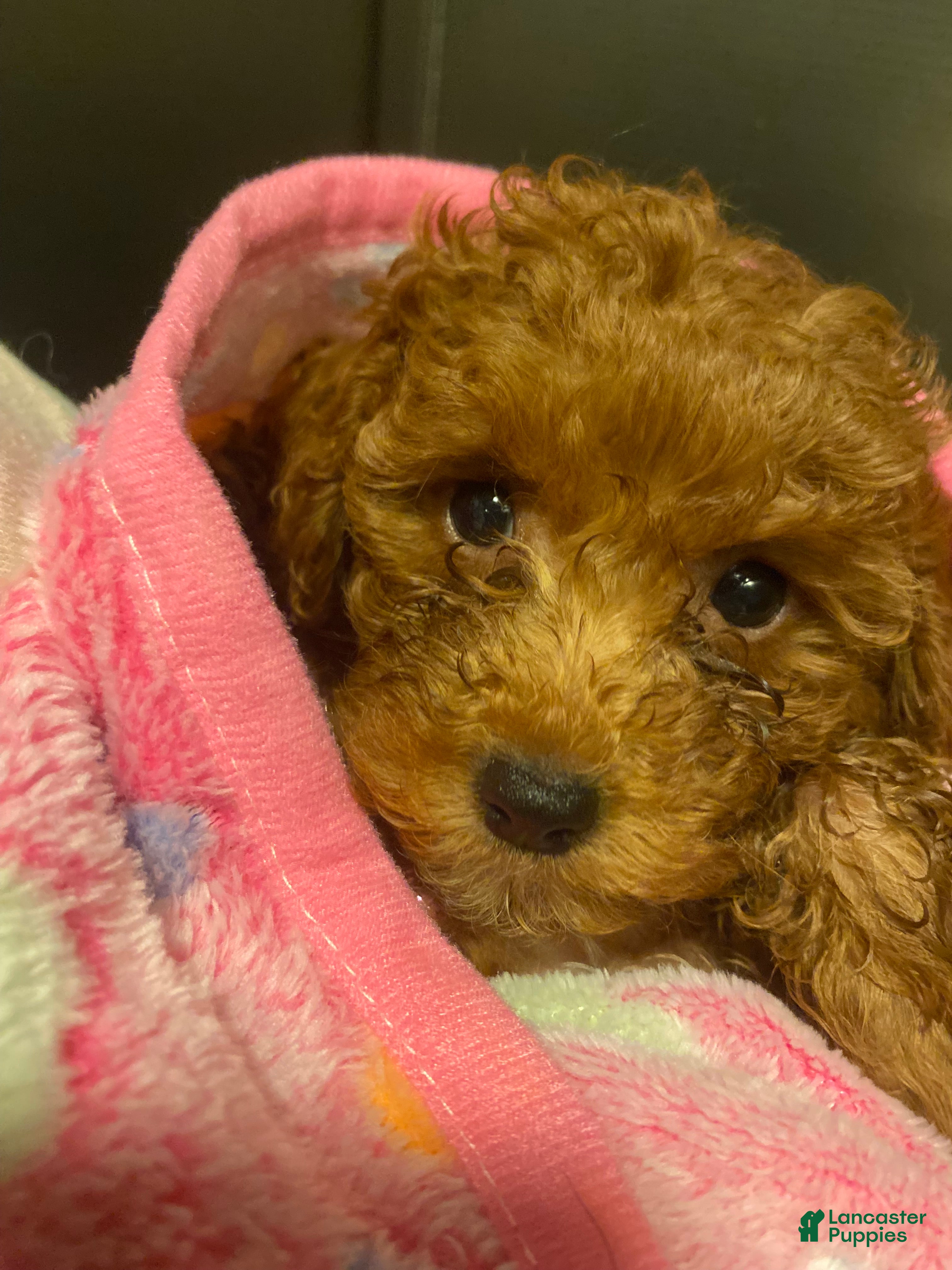 Toy Poodle dogs Daisy  - Ad 1