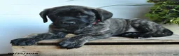 English Mastiff dogs for sale: Cassandra - Ad 3