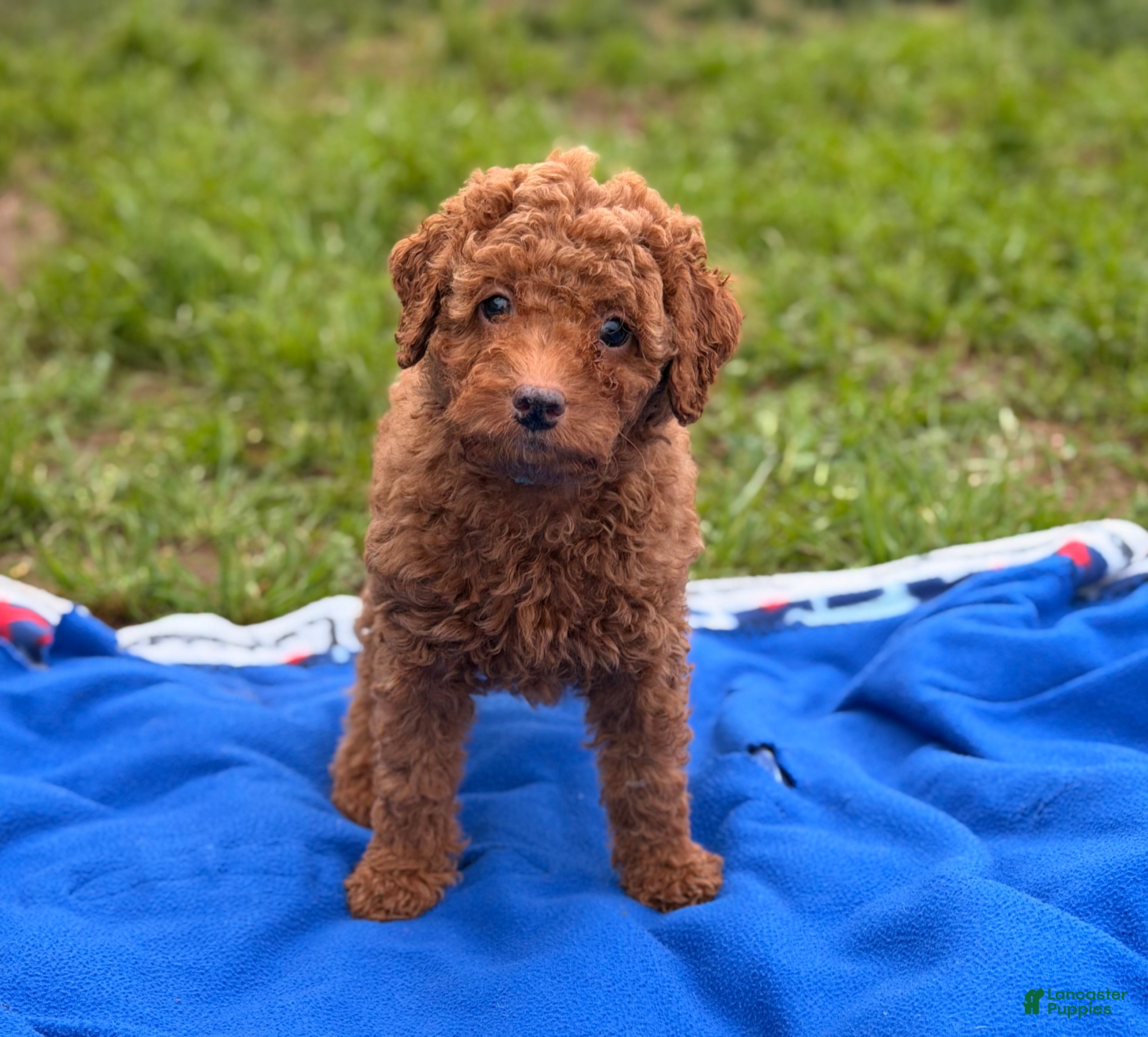 Mini Goldendoodle dogs Autumn  - Ad 5
