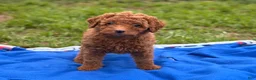 Mini Goldendoodle dogs for sale: Autumn  - Ad 1