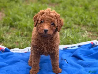 Mini Goldendoodle dogs Autumn - Ad 5