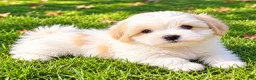 Shihpoo dogs for sale: Milo - Ad 4