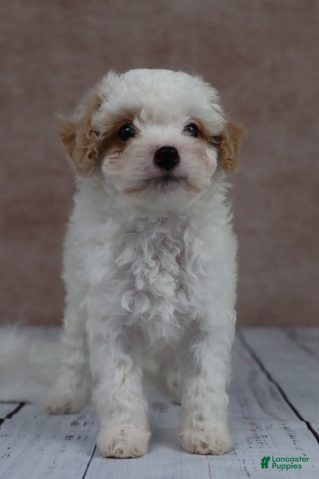 Cavapoo dogs for sale: F1B  Pumpkin - Ad 10