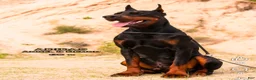 Doberman Pinscher dogs for sale: Thanos  - Ad 5