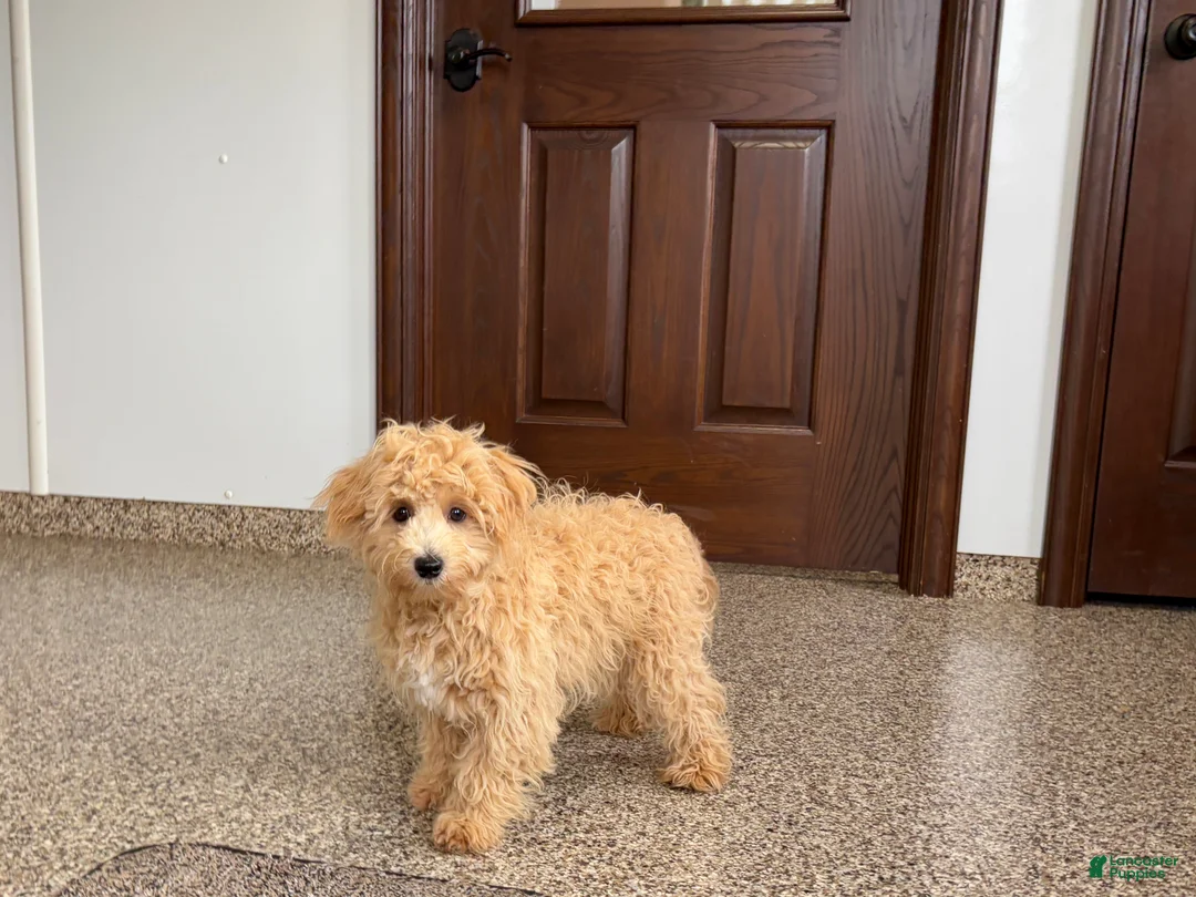Maltipoo dogs for sale: Jerry - Ad 3