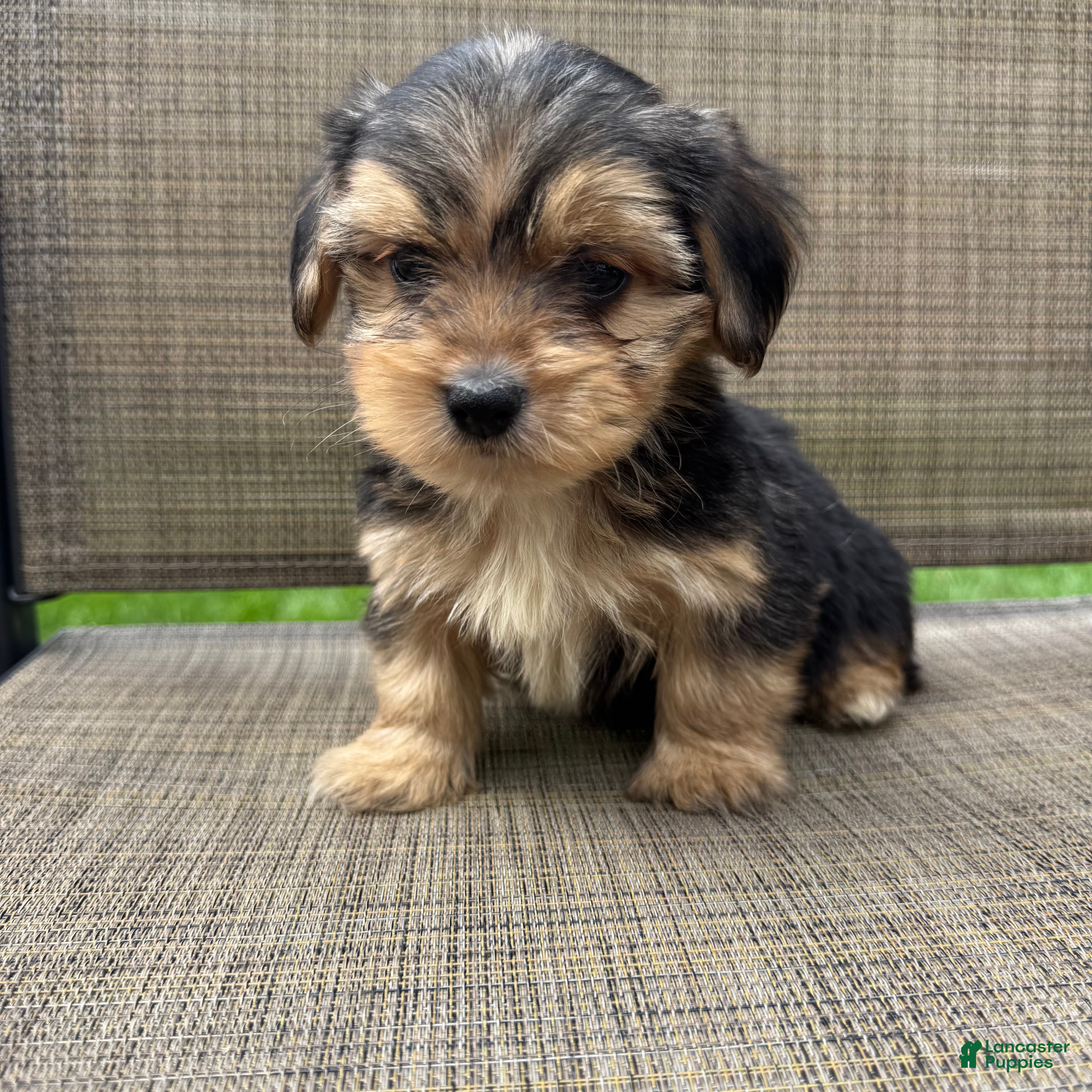 Yorkshire Terrier dogs 1 Pauly - Ad 35