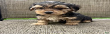 1 Pauly