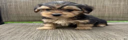 Yorkshire Terrier dogs for sale: 1 Pauly - Ad 1
