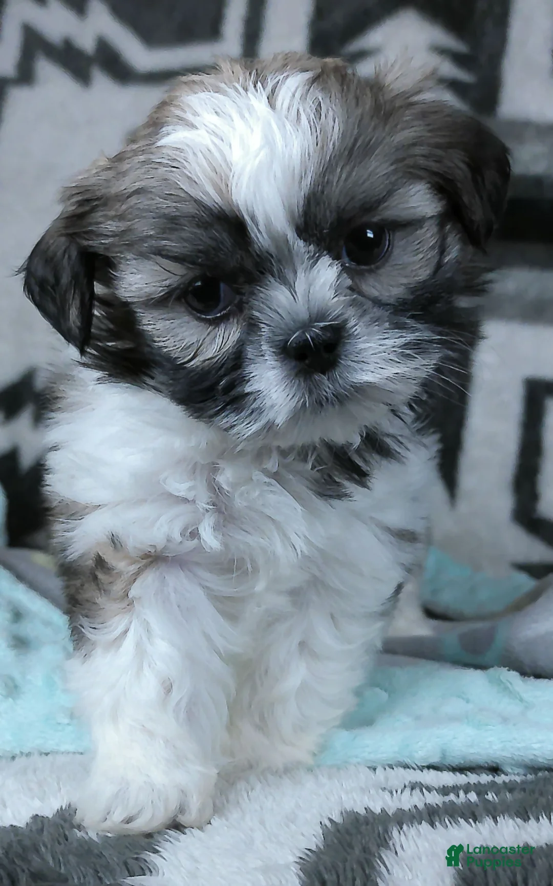 Shih Tzu dogs for sale: Grant - Ad 2