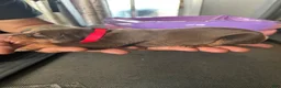 Doberman Pinscher dogs for sale: Red Collar - Ad 1