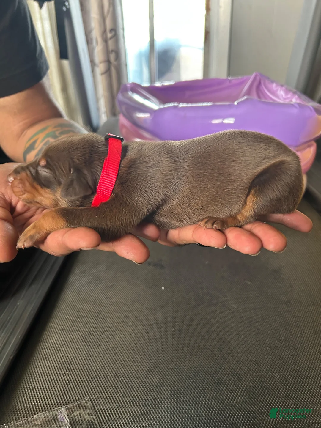 Doberman Pinscher dogs for sale: Red Collar - Ad 1