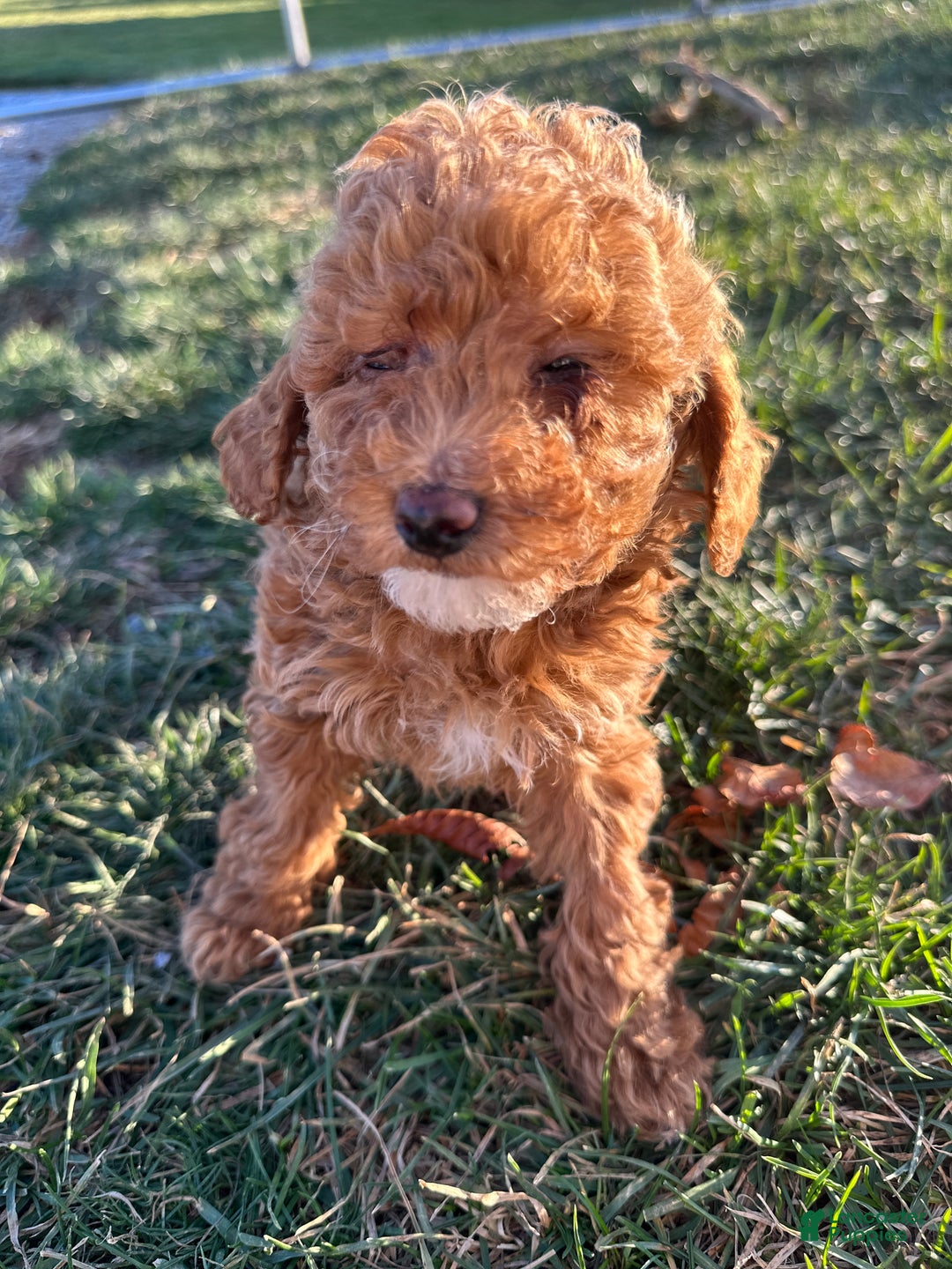 Toy Poodle dogs for sale: Blake - Ad 4