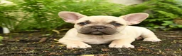 French Bulldog dogs for sale: Delightful Doris - Ad 4