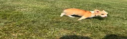 Welsh Corgi Pembroke dogs for sale: SKYLER - Ad 15