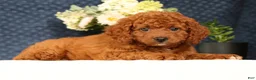 Cavapoo dogs for sale: Gloria - Ad 4