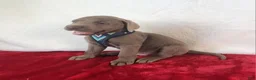 Labrador Retriever dogs for sale: Reagan - Ad 8