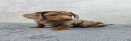 Miniature Dachshund dogs for sale: Hazel  - Ad 5