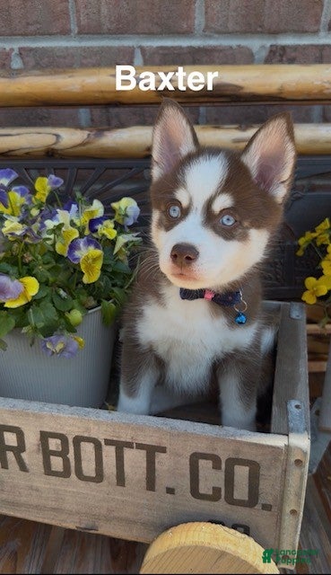 Pomsky dogs for sale: Baxter - Ad 1