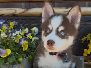 Pomsky dogs for sale: Baxter - Ad 1