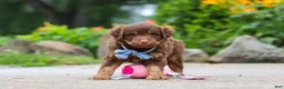 Mini Aussiedoodle dogs for sale: Tucker - Ad 6