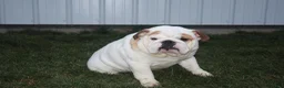 English Bulldog dogs for sale: Rudy - Ad 7
