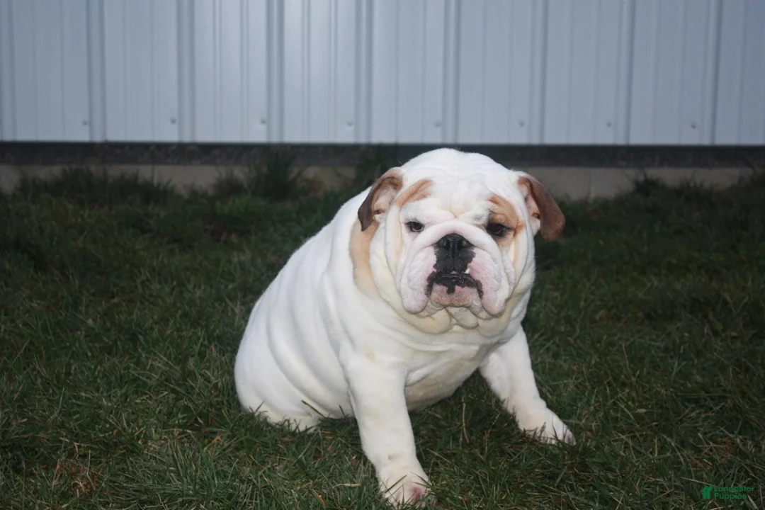 English Bulldog dogs for sale: Rudy - Ad 7