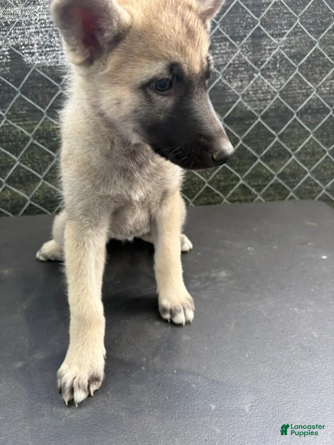 Mixed Breed dogs for sale: Mixed Breed 6 - Ad 2