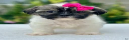Shih Tzu dogs for sale: Girl Roxy - Ad 1