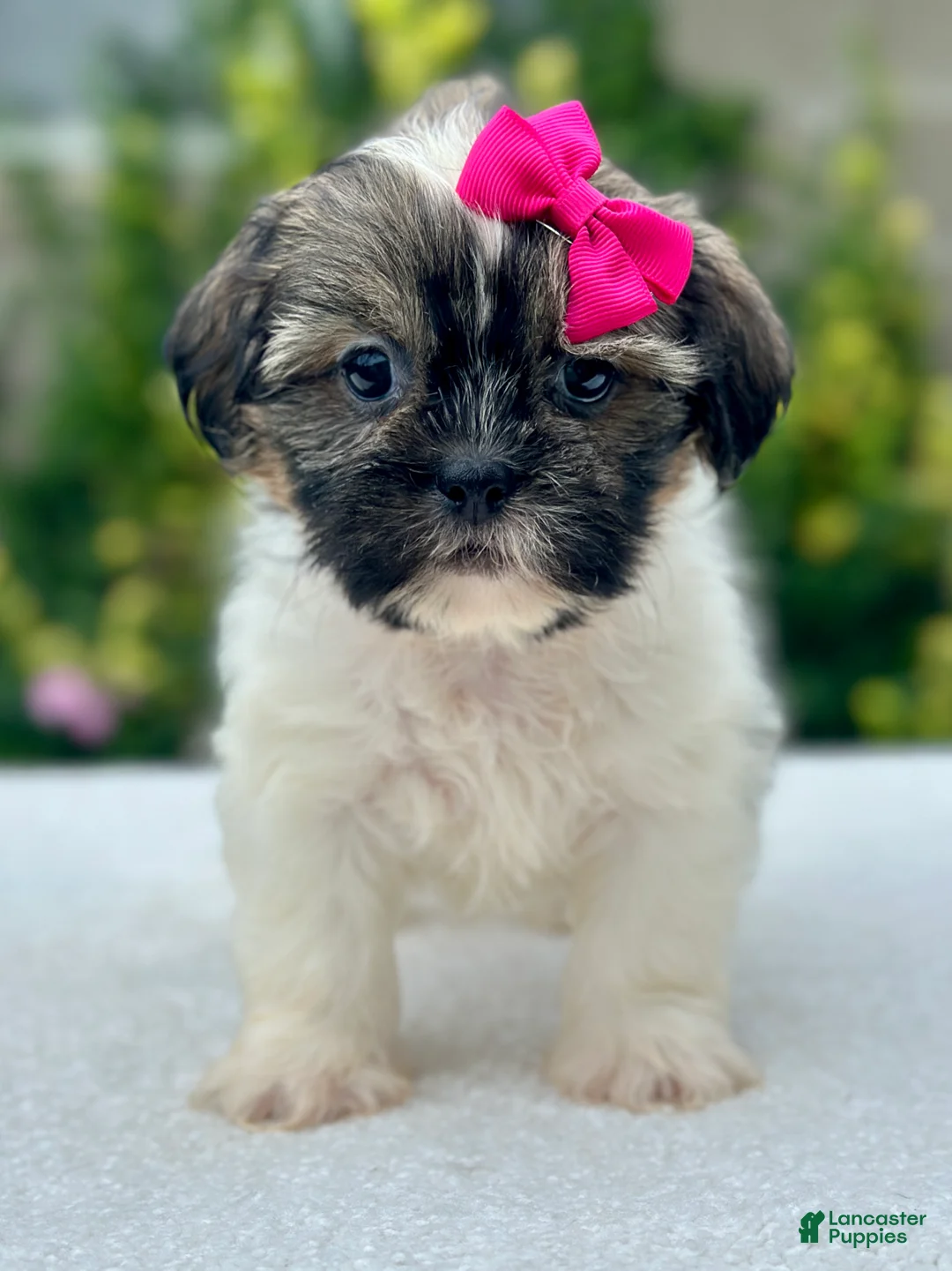 Shih Tzu dogs for sale: Girl Roxy - Ad 1