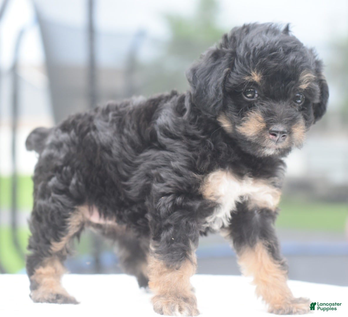 Toy Poodle dogs Molly - Ad 1
