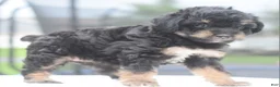 Toy Poodle dogs for sale: Molly - Ad 1