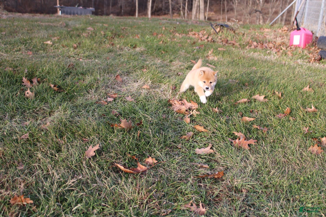 Shiba Inu dogs for sale: Light - Ad 5