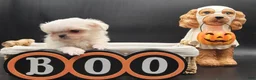 Maltese dogs for sale: Maltese 1 - Ad 3
