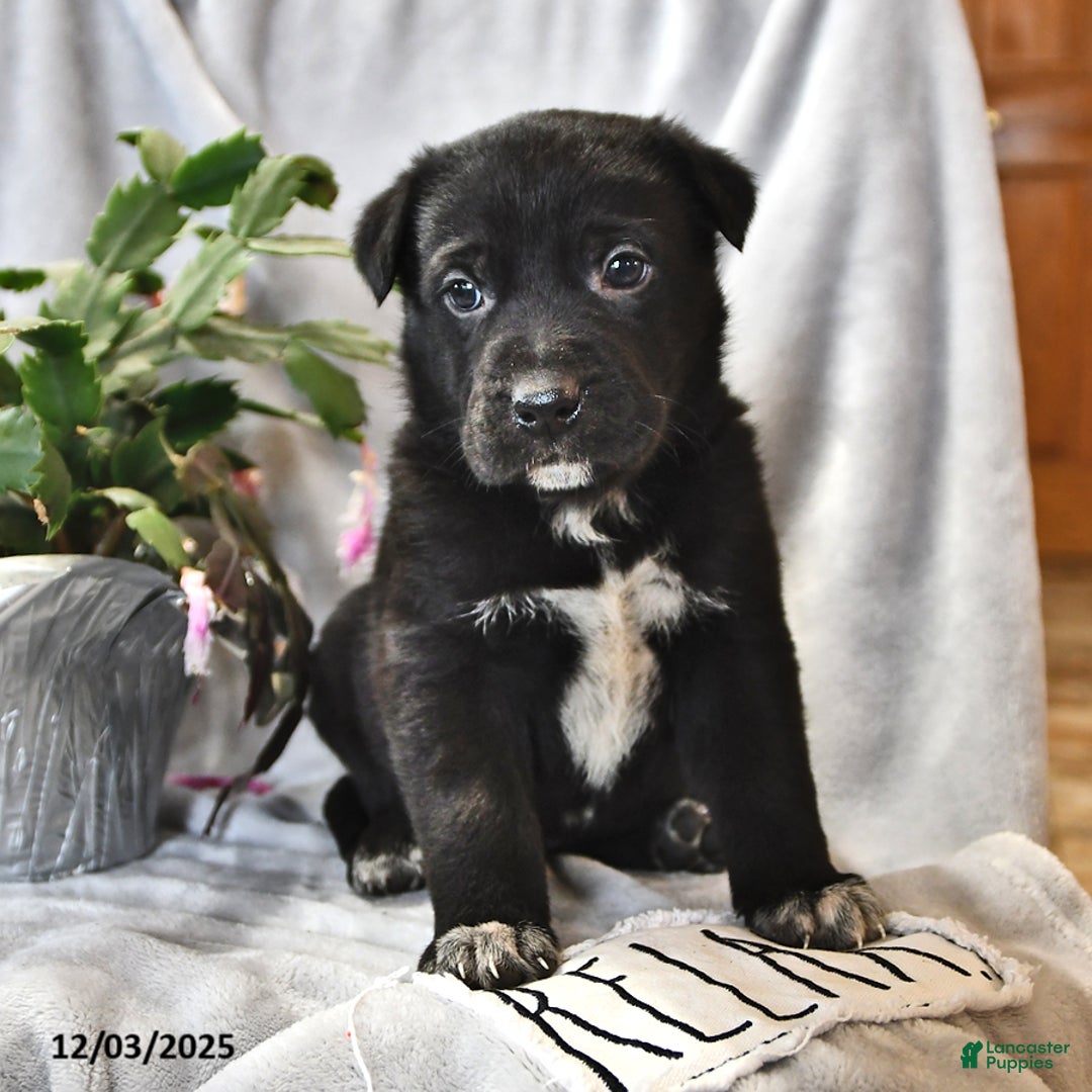 Mixed Breed dogs for sale: Frosty - Ad 2