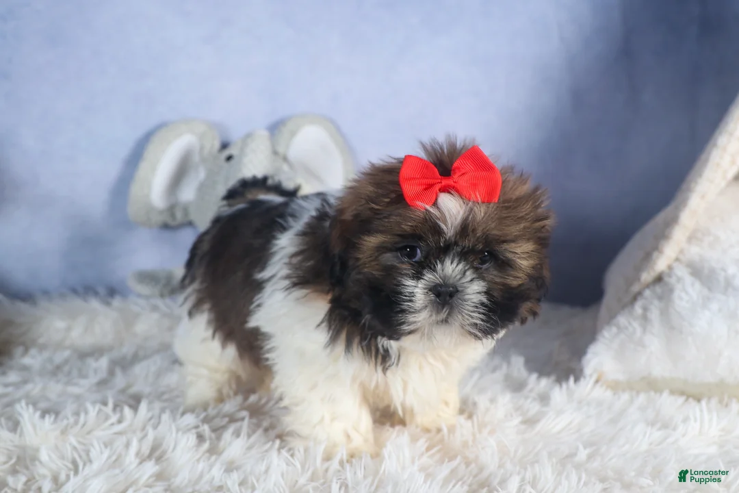 Shih Tzu dogs for sale: CHARLIE - Ad 2