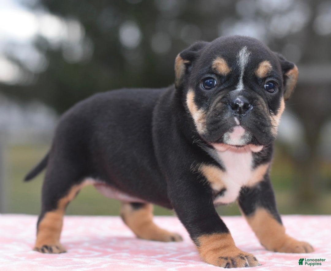 Mixed Breed dogs for sale: Emma tricolor hybrid  - Ad 24