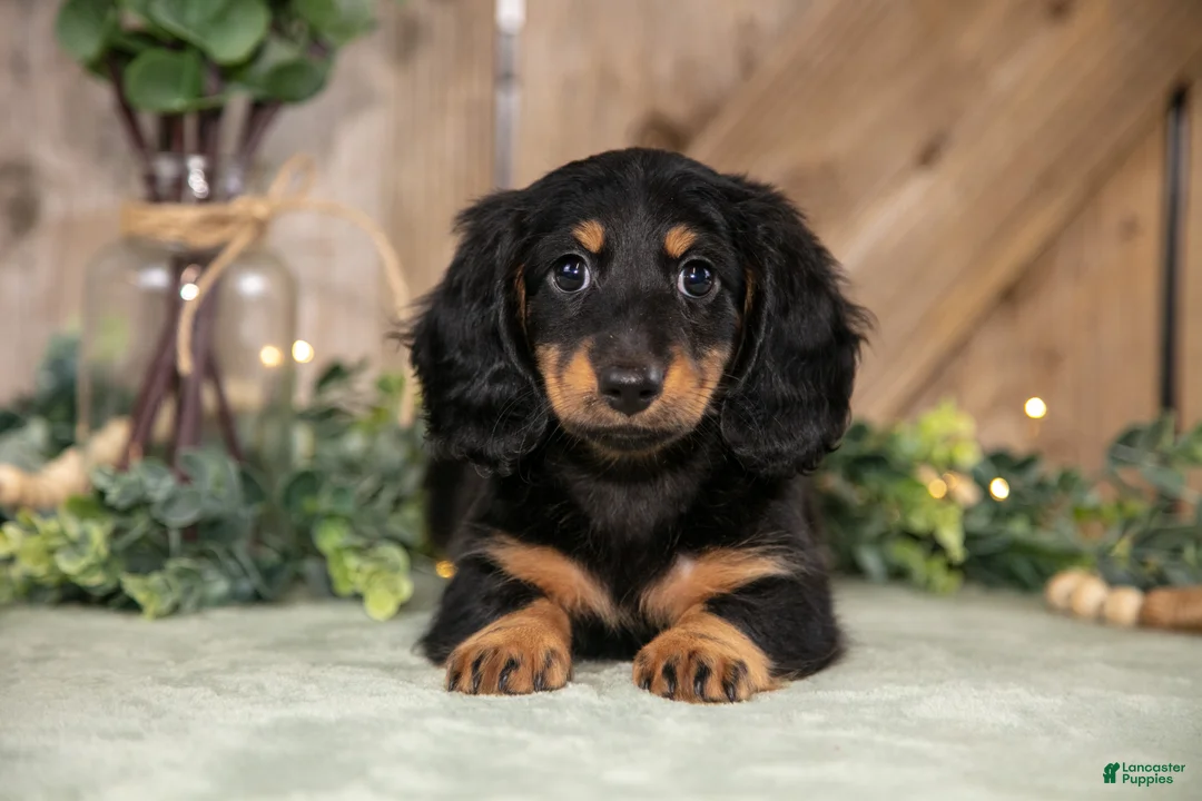 Miniature Dachshund dogs for sale: Asher - Ad 2