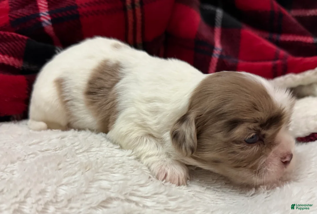 Shihpoo dogs for sale: Beau - Ad 15