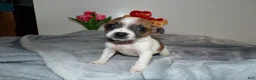 Chihuahua dogs for sale: Chihuahua Puppy 2 Lovette - Ad 4