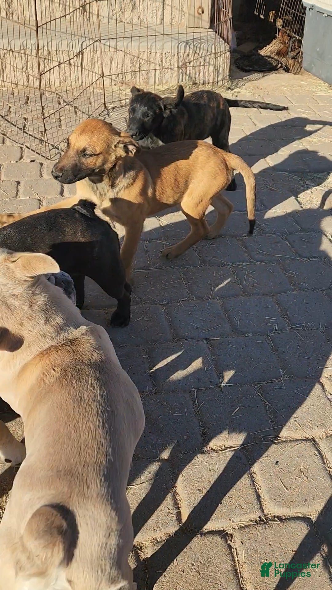 Belgian Malinois dogs for sale: Mali M fawn - Ad 11